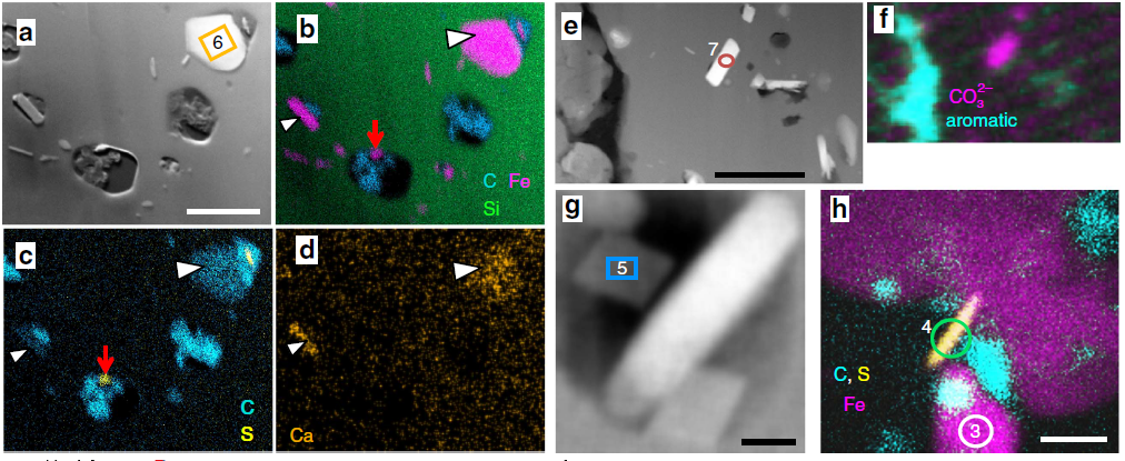 Study On Iron Minerals within Specific Microfossil Morphospecies Image
